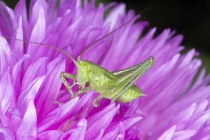 verde saltamontes sentado en púrpura florecimiento de maíz foto