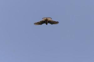 ommon kestrel flying in a clear blue sky photo