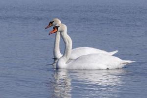 couple of white swans swimming in a river photo