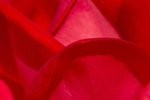 petals of red rose flower photo