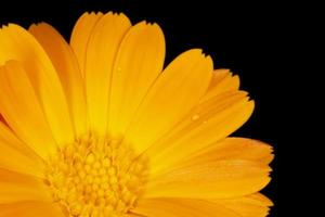 close up of calendula flower petals against black photo