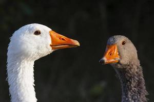 close up of heads of two geese photo