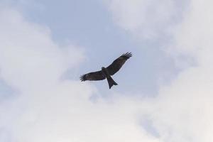 black kite flying in a cloudy sky photo