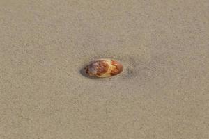 sea shell on sand of beach photo