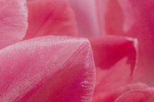 close up of pink tulips petals photo