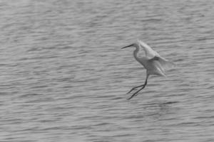 heron flying down to pond photo