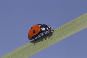 close up of ladybug moving to the top of blade photo