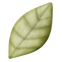 Watercolor tree leaf illustration. png