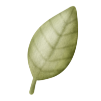 Watercolor tree leaf illustration. png