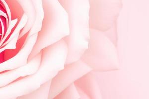 beautiful pink rose on dreamy background, light pink minimal backdrop photo