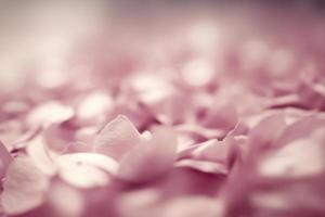 pink petals background with depth blur, defocus background, micro photo of petals