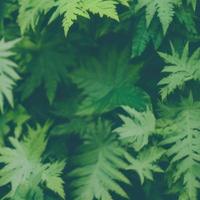 green leaf copy space, nature background blank canvas, Minimalistic Green Leaf with Empty Space for Design photo