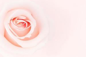 beautiful pink rose on dreamy background, light pink minimal backdrop photo