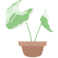 Mini Monstera in the Pot png