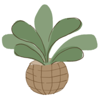 minimal plante dans le pot png