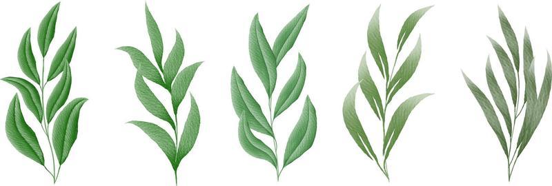 Set of watercolor leaves