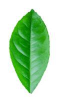 Lemon leaf isolated on transparent background PNG file format.