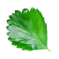 Strawberry leaf isolated on transparent background PNG file format.