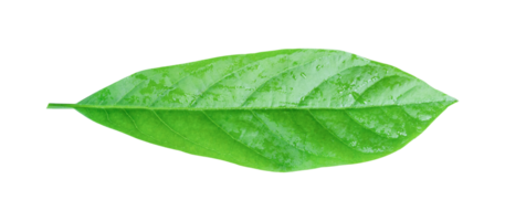 Avocado leaf isolated on transparent background PNG file format.