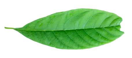 Avocado leaf isolated on transparent background PNG file format.