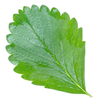 Strawberry leaf isolated on transparent background PNG file format.