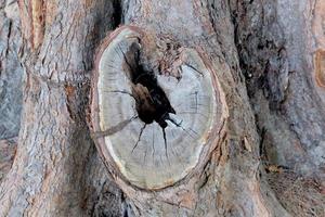 Hole in the bark of a tree close-up photo