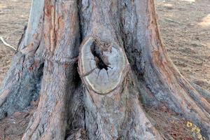 Hole in the bark of a tree close-up photo