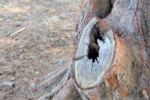 Hole in the bark of a tree close-up photo