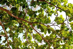 Under looking view on tree leaves, Under view on the green leaves background, green leaves in the natural background, nature on sunlight. photo