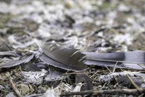 Pigeon feathers in the forest photo