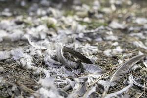 Pigeon feathers in the forest photo