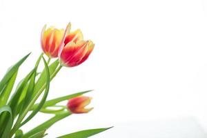 bouquet of tulips on the windowsill, close-up, on a white background photo