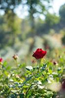 Beautiful red rose garden on The Hill photo