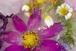 Various flowers in ice cubes. Creative floral background. Frozen beautiful plants. photo