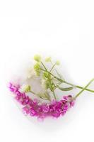 Various flowers in ice cubes on a white background. Creative floral background. Frozen beautiful plants. photo