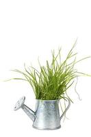 Gardening and plant growing. Green grass grows from a small metal watering can. photo