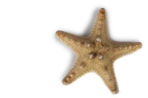 Beautiful starfish on isolated on white background. photo