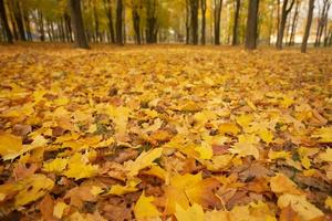 antecedentes desde amarillo arce hojas. otoño hora de el año. foto