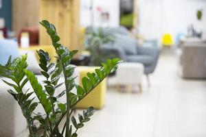 Potted plant against the background of a blurred room. photo