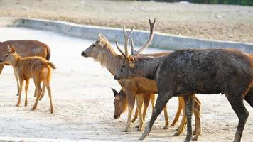 Sambhar deer flock together in the park photo