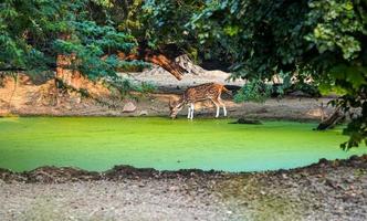 a cute spotted deer drinking water photo