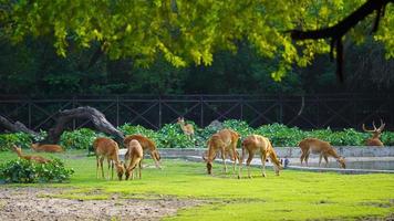 deer eating grass together in herd photo