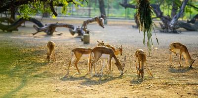 a herd of deer standing together in the field photo