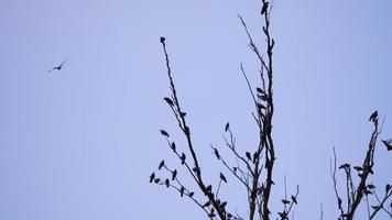 A crow of pigeons and crows on a tree branch photo