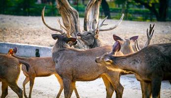 Sambhar deer flock together in the park photo