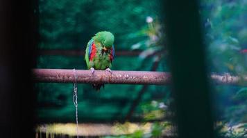 The scarlet macaw image hd photo