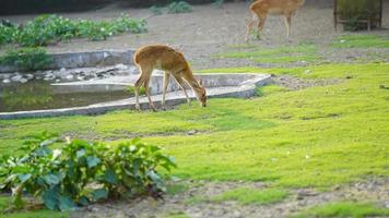 un linda ciervo comiendo césped foto