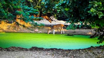 un linda manchado ciervo Bebiendo agua foto