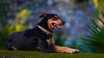 linda pequeño perro sentado imagen foto