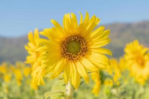 girasol amarillo campo floreciente fondo natural foto